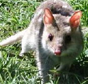 Urimbirra Wildlife Park - Nambucca Heads Accommodation