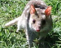 Urimbirra Wildlife Park - Nambucca Heads Accommodation 0
