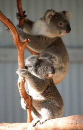 Waterways Wildlife Park - Nambucca Heads Accommodation 1