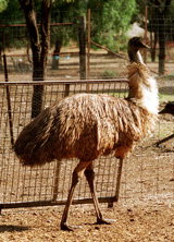 Waterways Wildlife Park - Nambucca Heads Accommodation 2