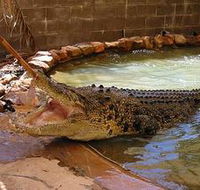 Wyndham Zoological Gardens and Crocodile Park - Nambucca Heads Accommodation