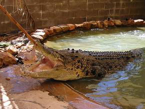 Wyndham Zoological Gardens And Crocodile Park - Nambucca Heads Accommodation 0