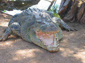 Wyndham Zoological Gardens And Crocodile Park - Nambucca Heads Accommodation 2