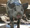 Wagga Wagga Zoo - Nambucca Heads Accommodation