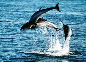 Polperro Dolphin Swims - Nambucca Heads Accommodation 1