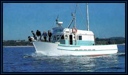 Polperro Dolphin Swims - Nambucca Heads Accommodation 2