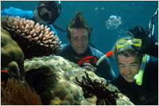 Dolphin Wild - Nambucca Heads Accommodation 1