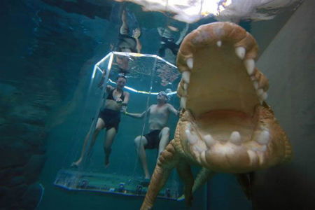 Crocosaurus Cove - Nambucca Heads Accommodation 3