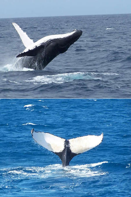 Mills Charters Fishing And Whale Watch Cruises - Nambucca Heads Accommodation 3
