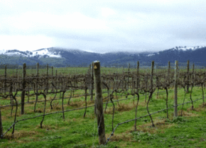 Kinloch Wines - Nambucca Heads Accommodation