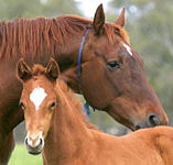 Blue Gum Farm - Nambucca Heads Accommodation