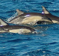 Dolphin Swim Australia - Nambucca Heads Accommodation