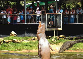 Crocodylus Park - Nambucca Heads Accommodation 2