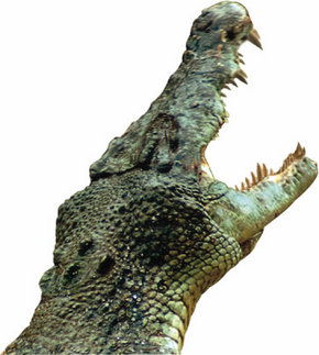 Crocodylus Park - Nambucca Heads Accommodation 3