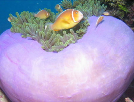 Silver Swift - Nambucca Heads Accommodation 1