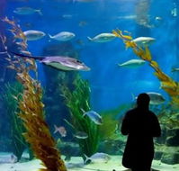 Melbourne Aquarium - Nambucca Heads Accommodation