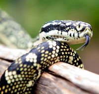 Reptile Encounters - Nambucca Heads Accommodation