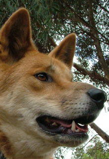 Armadale Reptile & Wildlife Centre - Nambucca Heads Accommodation 5