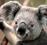 Potoroo Palace - Nambucca Heads Accommodation