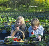 Blue Hills Berries  Cherries - Nambucca Heads Accommodation