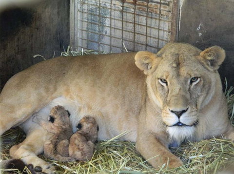 Darling Downs Zoo - Nambucca Heads Accommodation 2