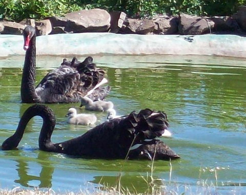 Darling Downs Zoo - Nambucca Heads Accommodation 3