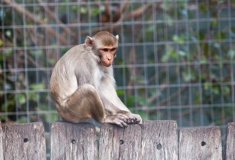 Darling Downs Zoo - Nambucca Heads Accommodation 5