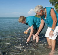Aquascene Fish Feeding Sanctuary - Nambucca Heads Accommodation