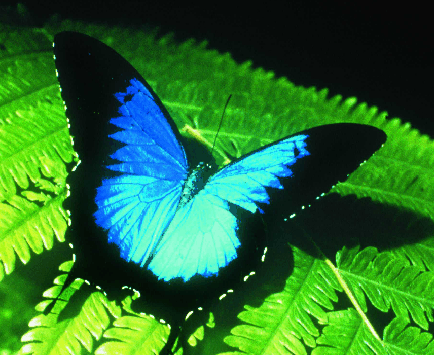 Australian Butterfly Sanctuary - Nambucca Heads Accommodation