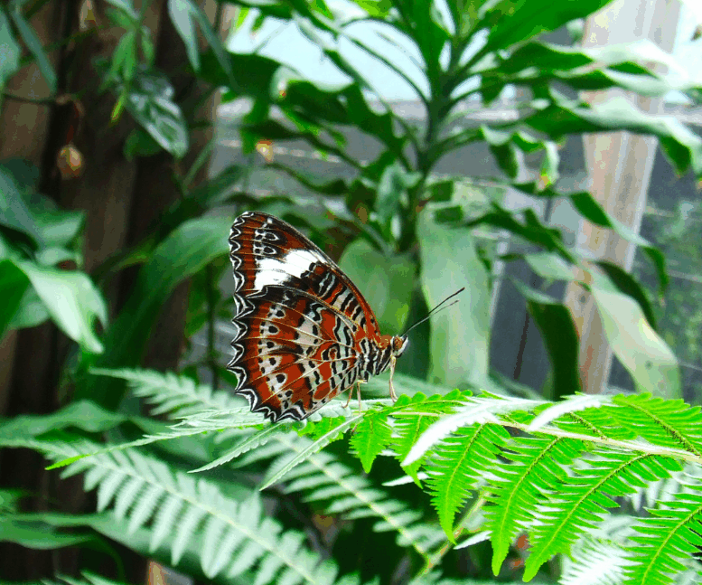 Australian Butterfly Sanctuary - Nambucca Heads Accommodation 1