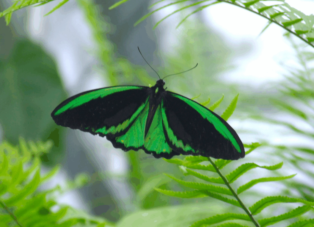 Australian Butterfly Sanctuary - Nambucca Heads Accommodation 2