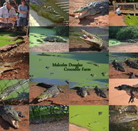 The Malcolm Douglas Crocodile Park - Nambucca Heads Accommodation