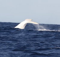 Australian Whale Watching - Nambucca Heads Accommodation