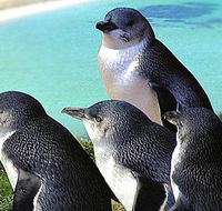 Rockingham Wild Encounters - Nambucca Heads Accommodation