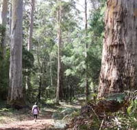 Warren River Loop Walk - Nambucca Heads Accommodation