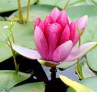 The Lotus Day Spa and Retreat - Nambucca Heads Accommodation