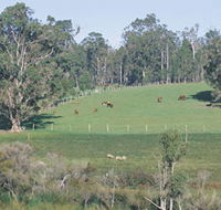 Scenic Drives - Bunbury Collie Donnybrook - Nambucca Heads Accommodation