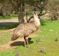 Minlaton Fauna Park - Nambucca Heads Accommodation