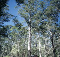 Diamond Tree Lookout Manjimup - Nambucca Heads Accommodation