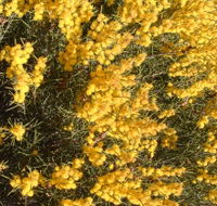 Dalwallinu Remnant Bushland - Nambucca Heads Accommodation