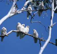 Carawine Gorge - Nambucca Heads Accommodation