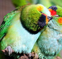 Rainbow Jungle - The Australian Parrot Breeding Centre - Nambucca Heads Accommodation