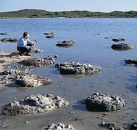 Lake Thetis Stromatolites - Nambucca Heads Accommodation