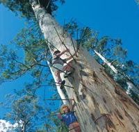 Dave Evans Bicentennial Tree - Nambucca Heads Accommodation
