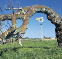 Greenough Leaning Trees - Nambucca Heads Accommodation