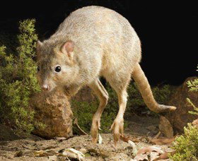 Kanyana Wildlife - Nambucca Heads Accommodation 0