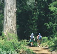 Gloucester Tree - Nambucca Heads Accommodation