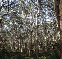 Boranup Karri Forest - Nambucca Heads Accommodation