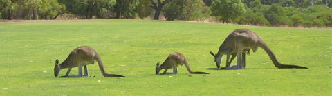 Rockingham Golf Club - Nambucca Heads Accommodation 3