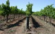 Temple Bruer Winery - thumb 0